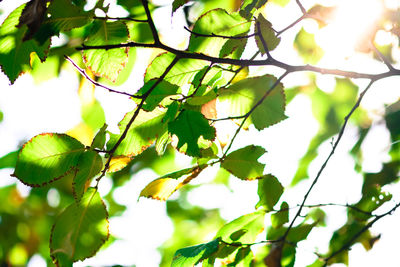 Low angle view of green leaves on branch