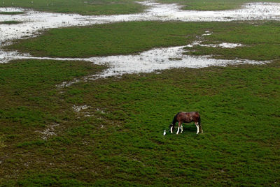 Horse standing in a field