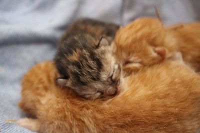 Close-up of cat sleeping