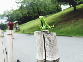 Close-up of insect in park