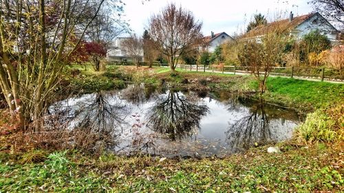 Reflection of trees in water