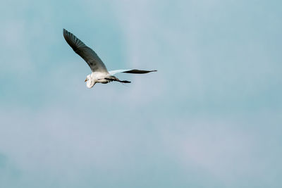 Low angle view of seagull flying