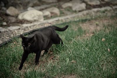 Black cat lying on grass