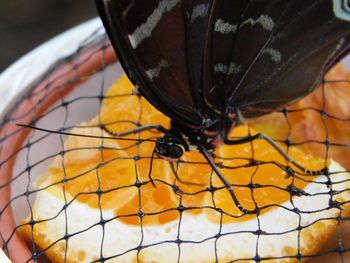 Close-up of butterfly