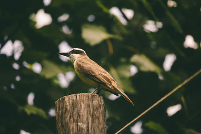 Close-up of bird perching on wooden post