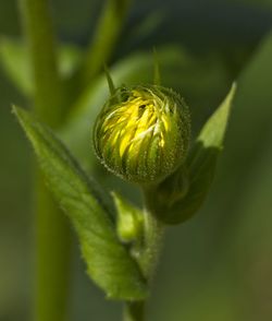 Close-up of flower bud growing outdoors