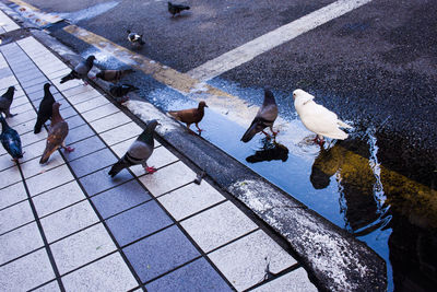 Birds in water