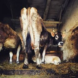 Cows and calf in shed