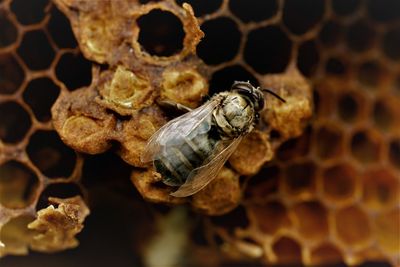 Close-up of bee