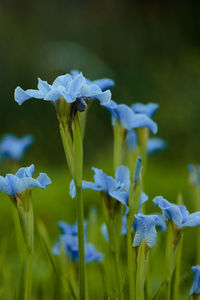 Close-up of purple flowering plant on field