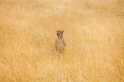 Portrait of cat on grass