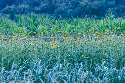 Full frame shot of flowering plants on land