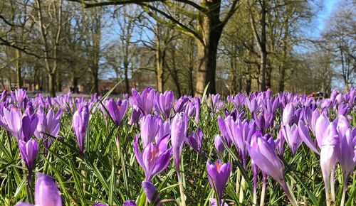 Close-up of purple crocus flowers in field