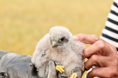 Cropped hand of person touching young bird