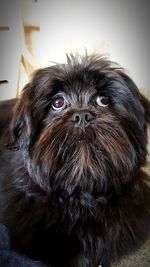 Close-up portrait of dog at home