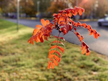 Close-up of orange maple leaves on field
