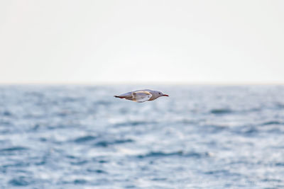 Seagull flying over sea against sky