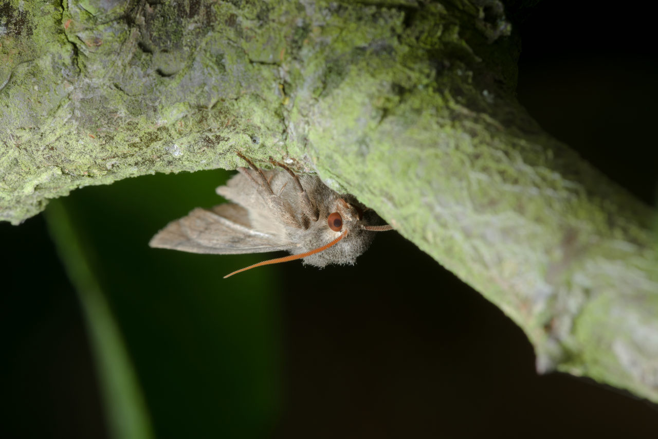 CLOSE-UP OF GRASSHOPPER