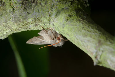 Close-up of insect on plant