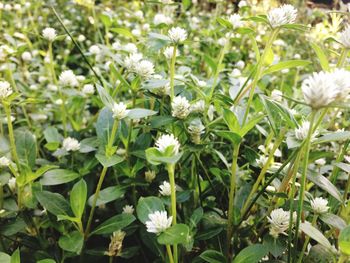 White flowers blooming in spring