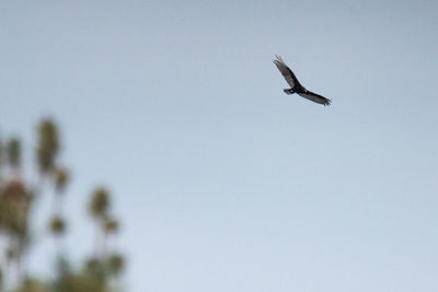 Low angle view of eagle flying against clear sky