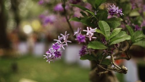 Close-up of purple flowering plant