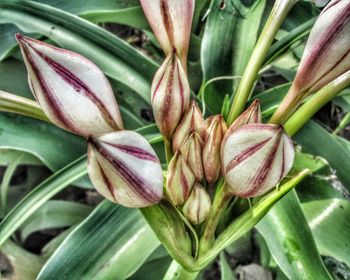 Close-up of flowers blooming outdoors