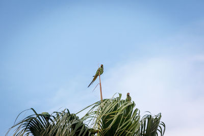 Low angle view of insect on plant against sky