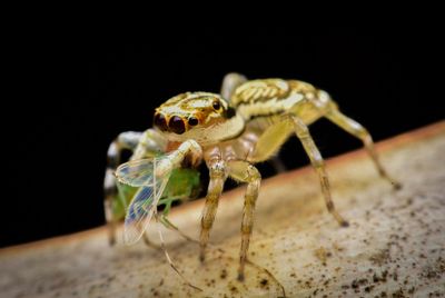 Close-up of spider