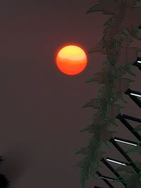 Close-up of tree against orange sky