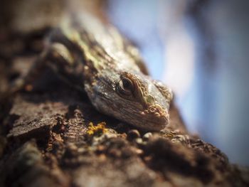 Prairie lizard 