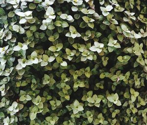 Full frame shot of leaves