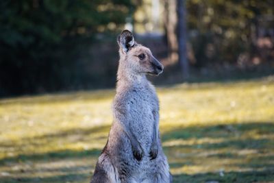 Close-up of horse on field