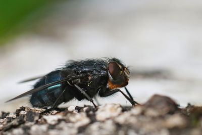 Detailed closeup on an orange-bearded blue bottlefly, calliphora vomitoria sitting on wood