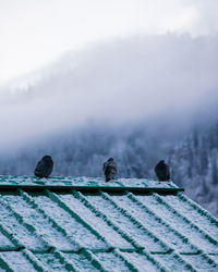 Close-up of snow on mountain against sky