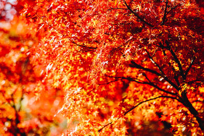 Close-up of maple leaves on tree