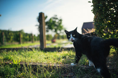 Black cat in a field