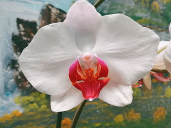 Close-up of white orchid