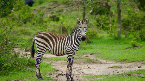 Zebra standing in field