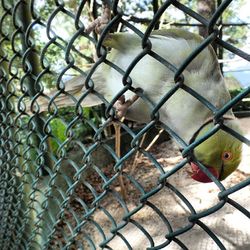 chainlink fence