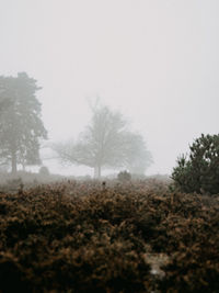 Trees on field against sky