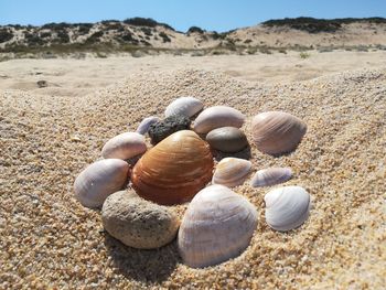 Close-up of shells on sand