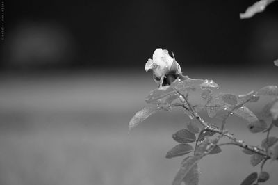 Close-up of flower