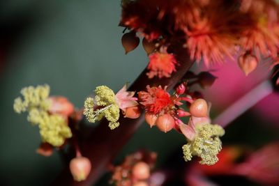 Close-up of pink flowers