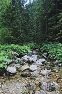 View of stream in forest