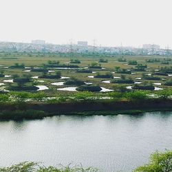 View of plants in water