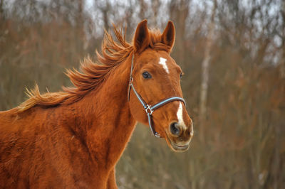 Close-up of a horse