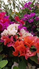 Close-up of pink flowering plants