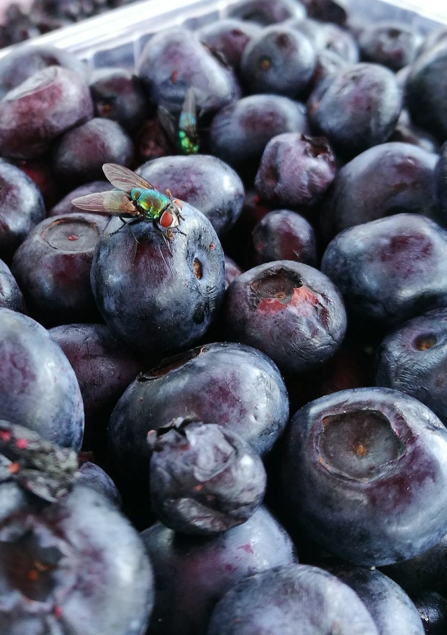 fruit, large group of objects, food and drink, abundance, healthy eating, food, freshness, for sale, market, retail, close-up, blueberry, selective focus, display, selling, heap, consumerism, red, grape, full frame, juicy, retail display, vibrant color, organic, focus on foreground