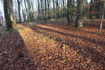 Trees growing in forest during autumn